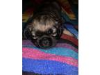 Adopt Puppy a Black - with Tan, Yellow or Fawn Cocker Spaniel / Mixed dog in