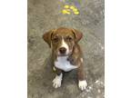 Adopt Starla a Brindle - with White Labrador Retriever / American Pit Bull
