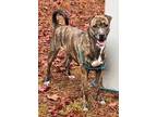 Adopt Charlotte a Brindle Whippet / Feist / Mixed dog in newfoundland
