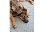 Adopt Victor (Vic) a Tan/Yellow/Fawn - with White German Shepherd Dog / Mixed