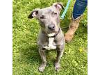 Adopt Wall-E a Merle American Pit Bull Terrier / Mixed Breed (Medium) / Mixed