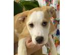 Adopt Liberty a Tan/Yellow/Fawn Mixed Breed (Small) / Mixed Breed (Medium) /