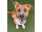 Adopt Duke a Brindle Akita / Mixed Breed (Medium) / Mixed (short coat) dog in