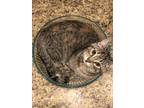 Adopt Cinnamon a Brown Tabby Domestic Shorthair / Mixed (short coat) cat in