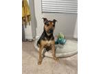 Adopt Ava a Doberman Pinscher / Staffordshire Bull Terrier / Mixed dog in Battle