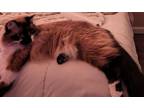 Adopt Buttercup a Cream or Ivory American Shorthair / Mixed (medium coat) cat in