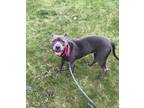 Adopt Flicker a Merle American Pit Bull Terrier / Mixed Breed (Medium) / Mixed