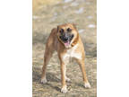 Adopt Cinnamon a Brindle Welsh Terrier / German Shepherd Dog / Mixed (short