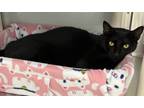 Adopt Brutus a All Black Domestic Shorthair / Mixed Breed (Medium) / Mixed