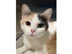 Adopt Frenchy a White Domestic Shorthair / Mixed Breed (Medium) / Mixed (short