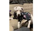 Adopt Snow a White American Pit Bull Terrier / Boxer / Mixed dog in Seattle