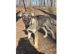 Adopt Taffy a Black - with Brown, Red, Golden, Orange or Chestnut Husky /