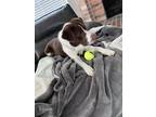 Adopt Leo a Brown/Chocolate - with White Border Collie / Labrador Retriever /