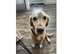 Adopt Oakley a Tan/Yellow/Fawn Labrador Retriever / Golden Retriever / Mixed dog