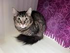 Adopt Cheese a Domestic Mediumhair / Mixed cat in Prince Rupert, BC (41380035)