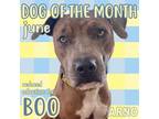 Adopt Boo a Catahoula Leopard Dog / Terrier (Unknown Type