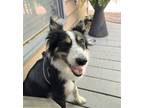 Adopt Ziggie Zelda a Tricolor (Tan/Brown & Black & White) Border Collie / Mixed