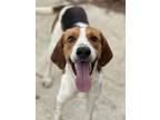 Adopt Mitchell (HW+) a White Hound (Unknown Type) / Mixed Breed (Medium) / Mixed