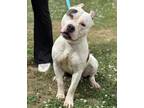 Adopt Cane a White American Pit Bull Terrier / Mixed Breed (Medium) / Mixed