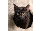 Adopt Pauly a All Black Domestic Shorthair / Mixed Breed (Medium) / Mixed (short