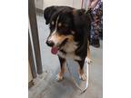Adopt Randy a Black Bernese Mountain Dog / Mixed Breed (Medium) / Mixed (short