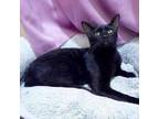 Adopt Blackberry a All Black Oriental / Mixed (short coat) cat in Herndon