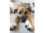 Adopt Otis a Tan/Yellow/Fawn - with White Rhodesian Ridgeback / Boxer / Mixed