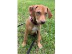 Adopt Clarissa a Red/Golden/Orange/Chestnut Redbone Coonhound / Australian