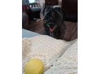 Adopt Bailey a Black - with White Labradoodle / Mixed dog in Uniontown
