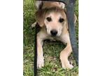 Adopt Jodie a Tan/Yellow/Fawn Basset Hound / Boxer / Mixed dog in Southbury