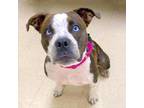 Adopt Diamond a American Pit Bull Terrier / Mixed dog in Little Rock