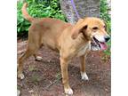 Adopt Rita a Red/Golden/Orange/Chestnut Redbone Coonhound / Mixed dog in