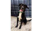 Adopt Scrabble a Black Shepherd (Unknown Type) / Mixed Breed (Medium) / Mixed