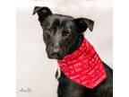 Adopt Cash a Black Labrador Retriever / Mixed Breed (Medium) / Mixed (short