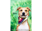 Adopt Riley a Brindle Australian Cattle Dog / Mixed Breed (Medium) / Mixed