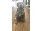Adopt Kobe a Gray/Blue/Silver/Salt & Pepper Cane Corso / Mixed dog in Hephzibah