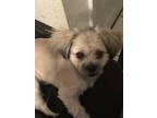 Adopt Dallas a Brown/Chocolate - with Tan Shih Tzu / Pomeranian / Mixed dog in