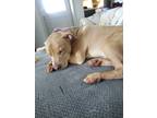 Adopt Simba a Tan/Yellow/Fawn Mutt / Labrador Retriever / Mixed dog in Fulton