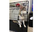 Adopt Kota a Brown/Chocolate - with White German Shepherd Dog / Husky / Mixed