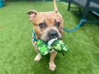 Adopt Dash a Mixed Breed (Large) / Mixed dog in New York, NY (41227152)