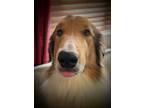 Adopt Doc a White - with Tan, Yellow or Fawn Collie / Mixed dog in Stafford