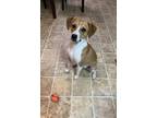 Adopt Beethoven a Tan/Yellow/Fawn - with White Beagle / Munsterlander / Mixed