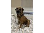 Adopt Walton a Mastiff dog in Windsor, CO (40057301)