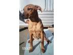 Adopt Nikkie a Tan/Yellow/Fawn - with Black Carolina Dog / Mixed Breed (Medium)