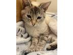 Adopt Margaret a Siamese / Mixed (short coat) cat in Salisbury, NC (41378718)