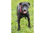 Adopt Bella a Black Terrier (Unknown Type, Medium) / Mixed dog in Miami