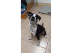 Adopt Sydney a Black Australian Cattle Dog / Mixed Breed (Medium) / Mixed (short