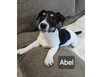 Adopt Abel a White - with Black Shepherd (Unknown Type) / Rat Terrier dog in