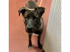 Adopt Cowser a Labrador Retriever / Mixed dog in Salisbury, MD (41301328)