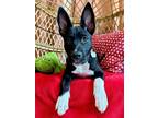 Adopt Gizmo Rushin a Black Pit Bull Terrier dog in Bellingham, WA (41378125)